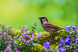 Image. House Sparrow