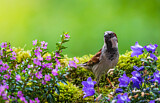 Image. House Sparrow