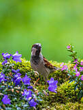 Image. House Sparrow
