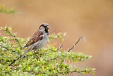 Image. House Sparrow
