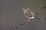 Image. House Sparrow