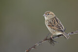 Image. House Sparrow