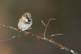 Image. House Sparrow