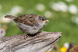 Image. House Sparrow