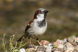Image. House Sparrow