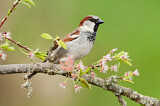 Image. House Sparrow