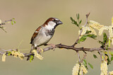 Image. House Sparrow