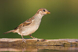 Image. House Sparrow
