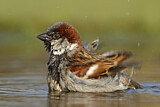 Image. House Sparrow