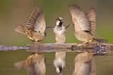 Image. House Sparrow