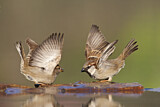 Image. House Sparrow