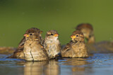Image. House Sparrow