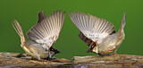 Image. House Sparrow