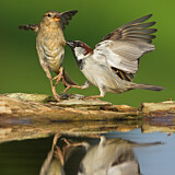 Image. House Sparrow