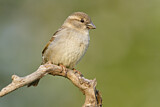 Image. House Sparrow