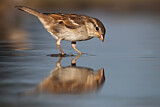 Image. House Sparrow