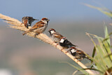 Image. House Sparrow