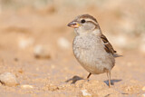 Image. House Sparrow