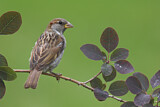 Image. House Sparrow