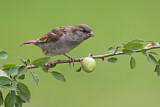 Image. House Sparrow