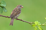 Image. House Sparrow