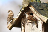 Image. House Sparrow