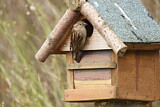 Image. House Sparrow