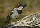 Image. House Sparrow
