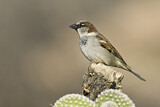Image. House Sparrow
