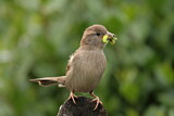 Image. House Sparrow