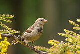 Image. House Sparrow