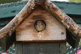 Image. House Sparrow