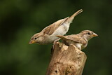 Image. House Sparrow