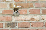Image. House Sparrow