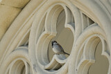 Image. House Sparrow