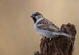 Image. House Sparrow