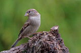 Image. House Sparrow