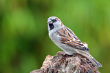 Image. House Sparrow