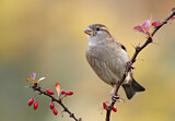 Image. House Sparrow