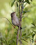 Image. House Sparrow
