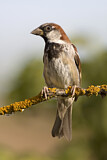 Image. House Sparrow