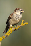 Image. House Sparrow