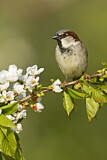 Image. House Sparrow