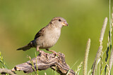 Image. House Sparrow