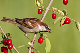 Image. House Sparrow