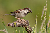 Image. House Sparrow