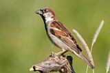 Image. House Sparrow