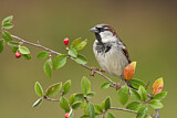 Image. House Sparrow