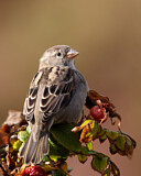 Image. House Sparrow
