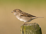 Image. House Sparrow